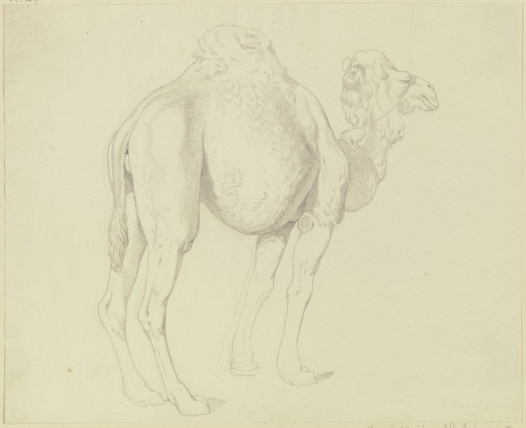 One-humped camel to the right, Gustav Heinrich Naeke
