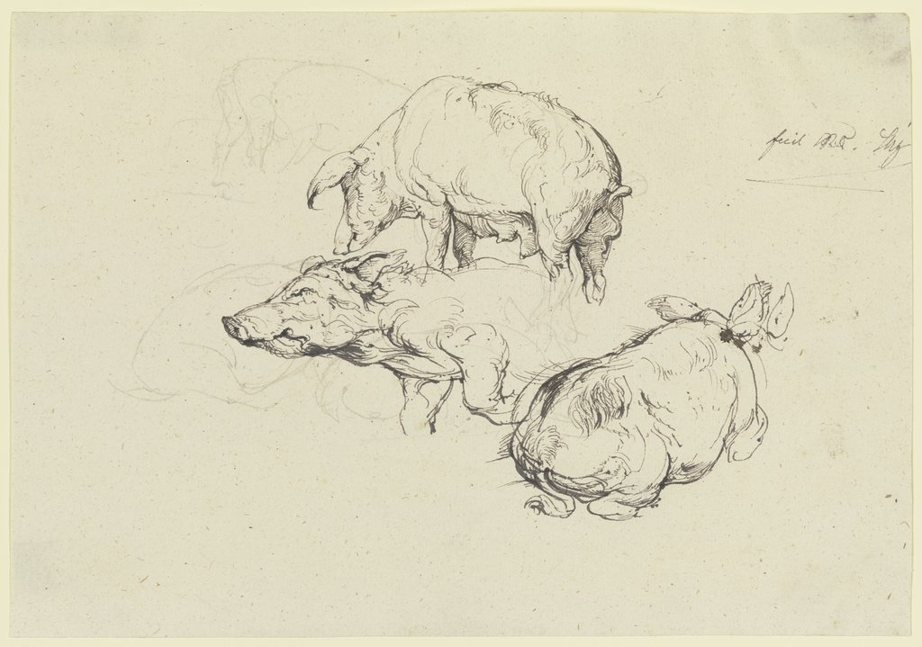 Three pigs, Friedrich Nerly