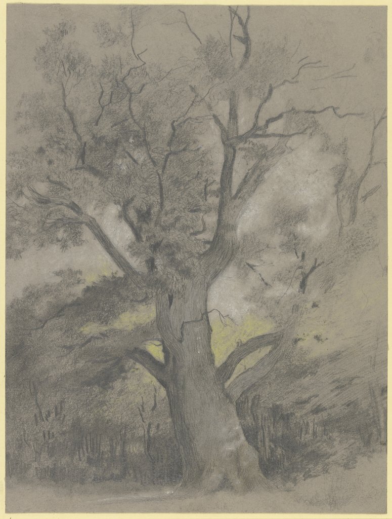 Alte Eiche in einer Waldlichtung, Hermann Gollner