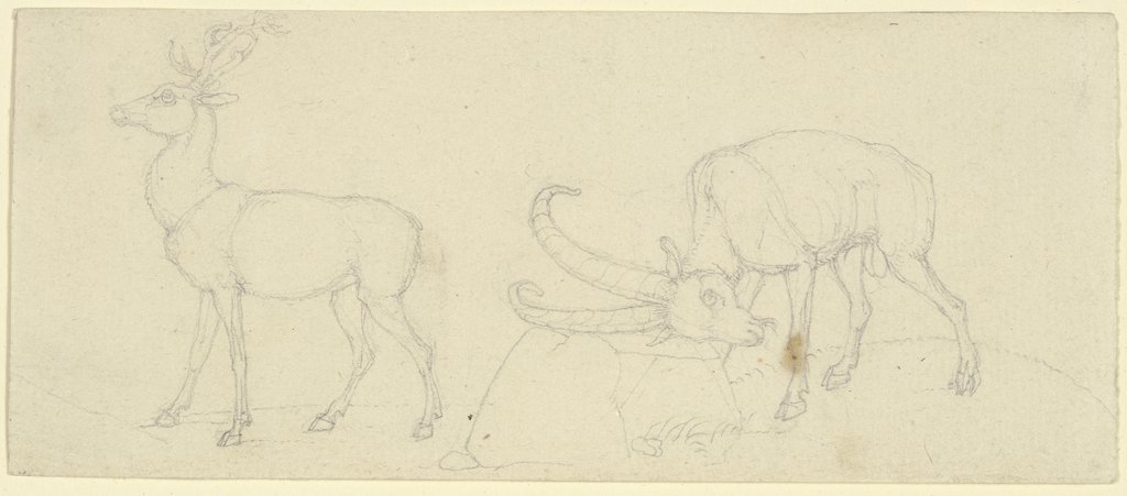 Ein Hirsch und ein Steinbock, der sich reibt, Franz Pforr