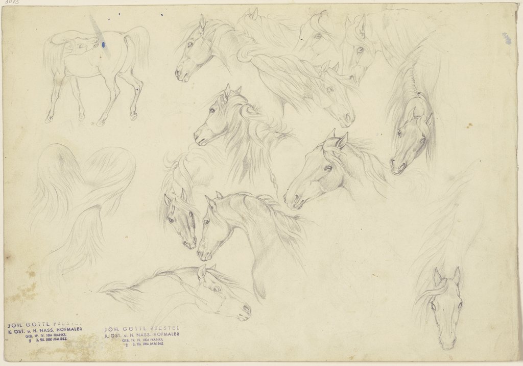 Study sheet: Horses' heads, Johann Erdmann Gottlieb Prestel