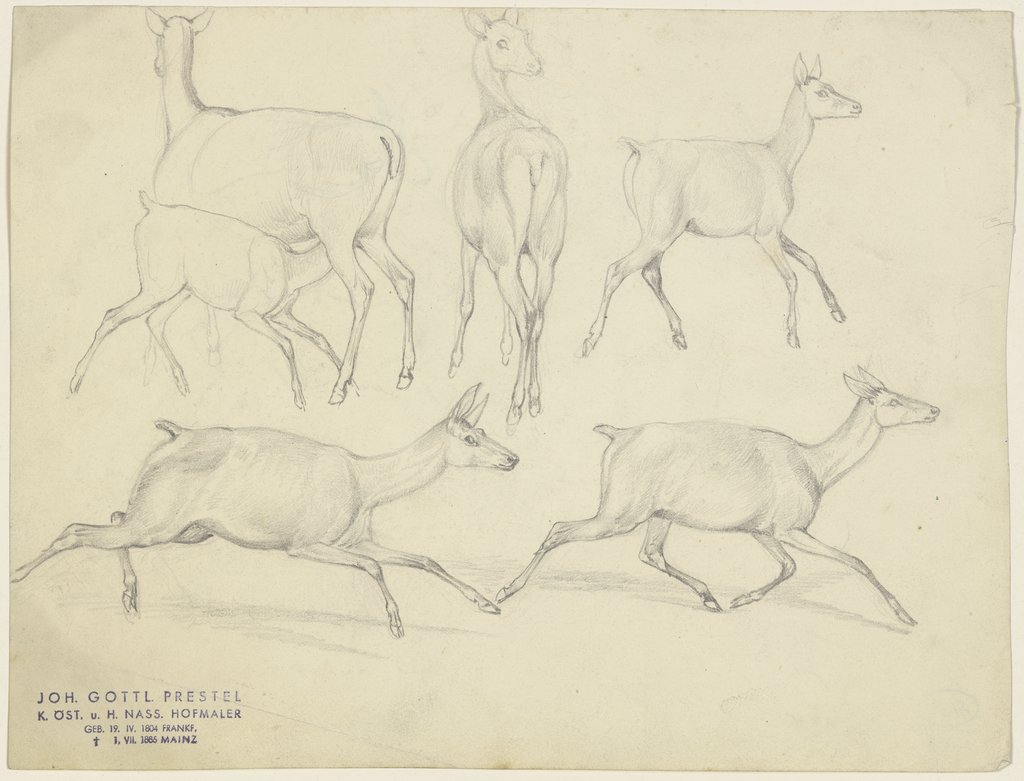 Studienblatt: Gemsen, Johann Erdmann Gottlieb Prestel