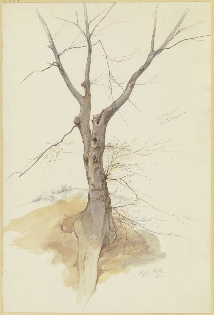 Leafless tree, Stephan Rauh