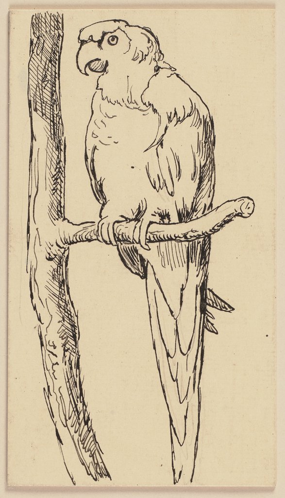 Zeichnung zur Fibel: Papagei, Hans Thoma