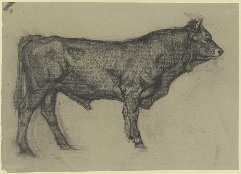 Standing bull to the right, Alfred Schnaars