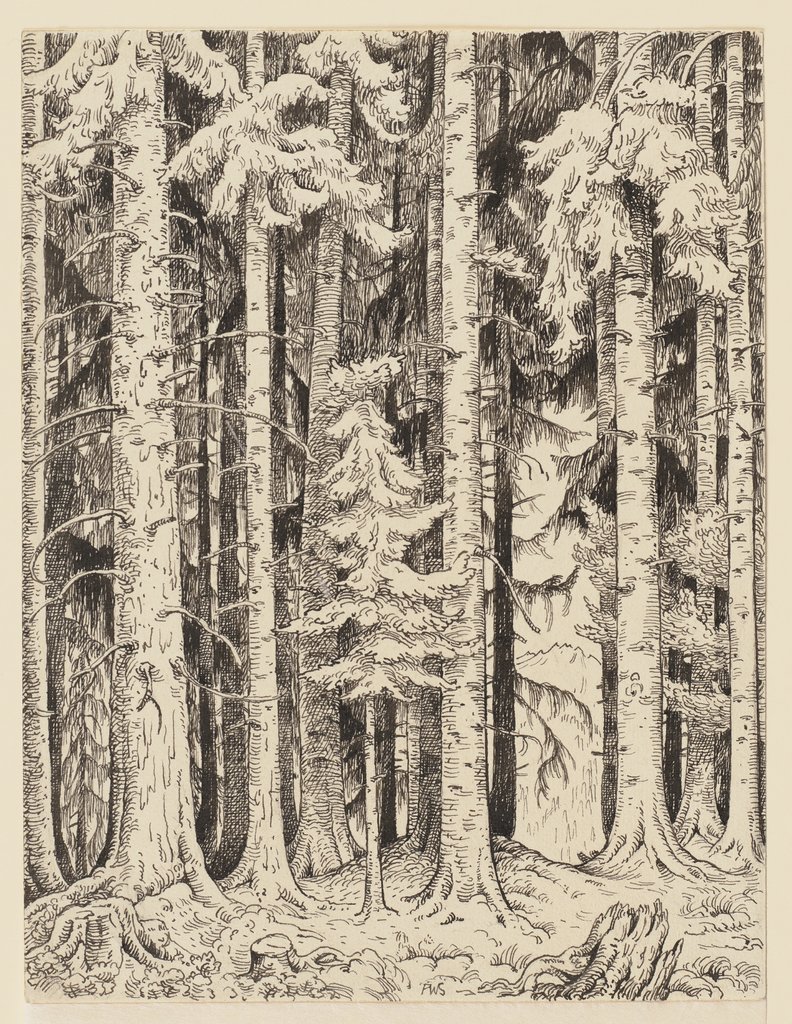 Fir forest, Adolf Weber-Scheld