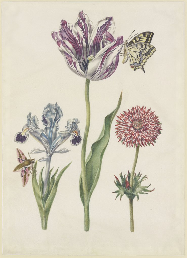 Iris mit Wolfsmilchschwärmer, Tulpe mit Schwalbenschwanz, Anemone, N. Robb;   ?