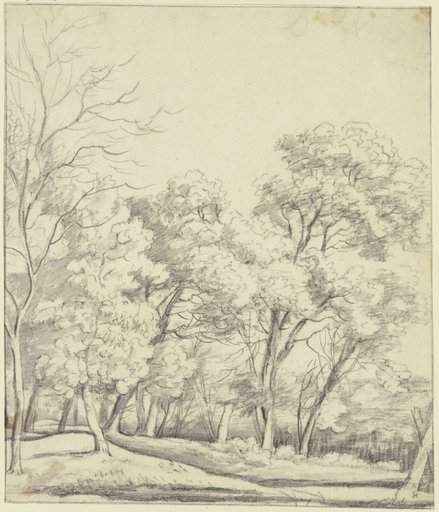 Forest section - Digital Collection