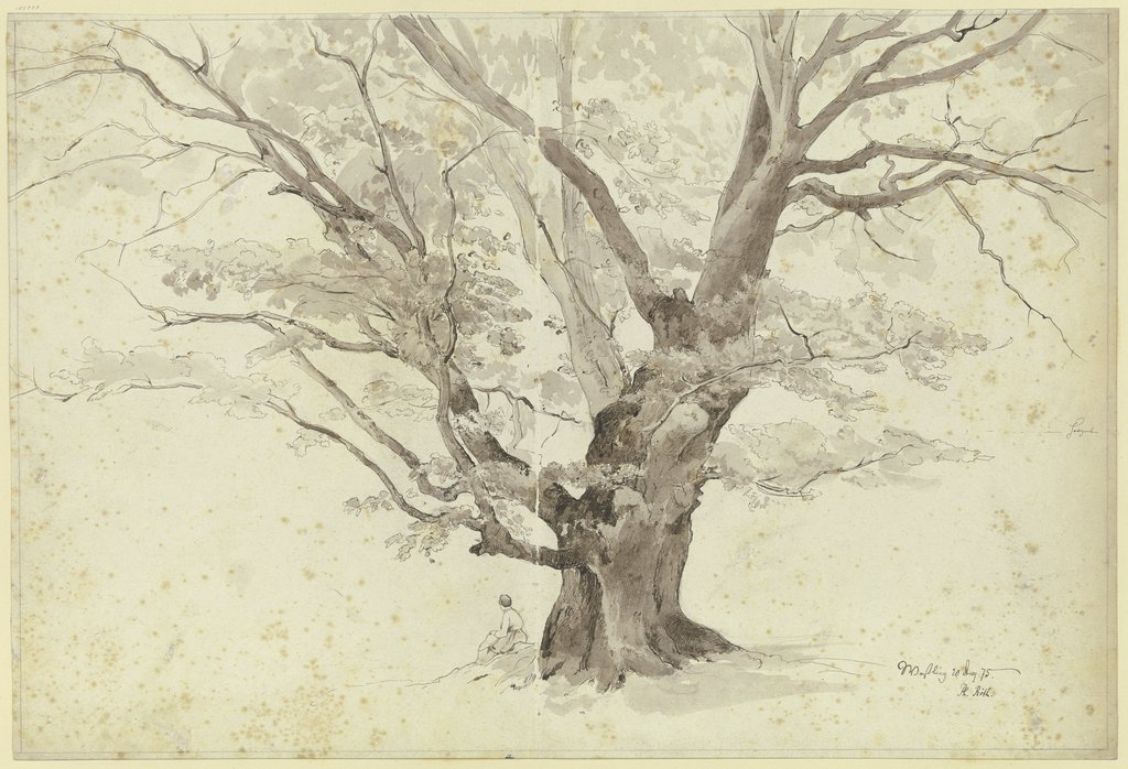 Alter, knorriger Baum bei Weßling, Philipp Röth