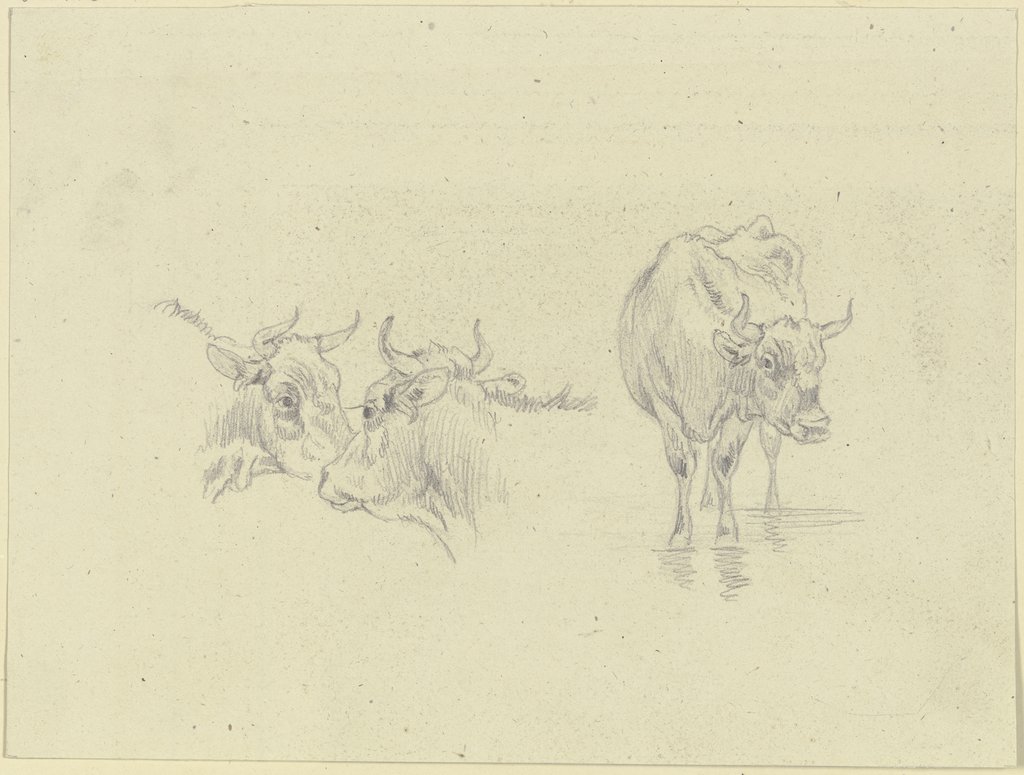 Kuh im Wasser und zwei Kuhköpfe, Max Joseph Wagenbauer
