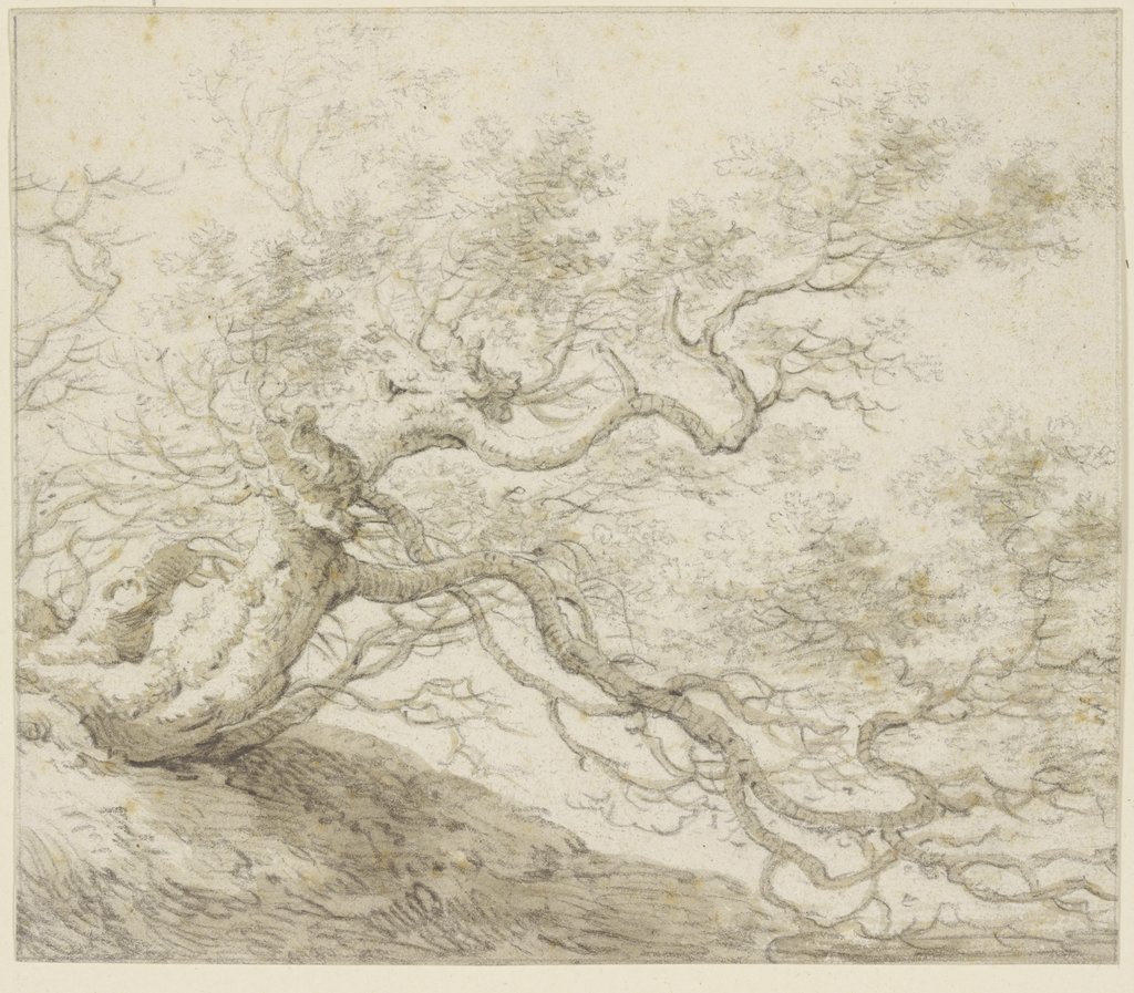Stunted tree, Herman Saftleven III