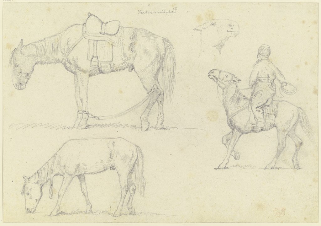 Tartarenreitpferde, rechts ein Reiter mit Fangseil, Teutwart Schmitson