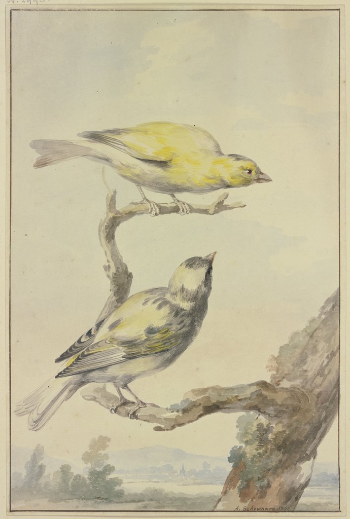Zwei Kanarienvögel, Aert Schouman