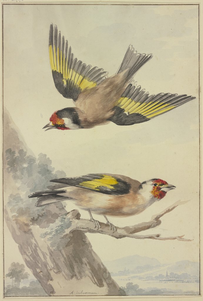 Two goldfinches, Aert Schouman