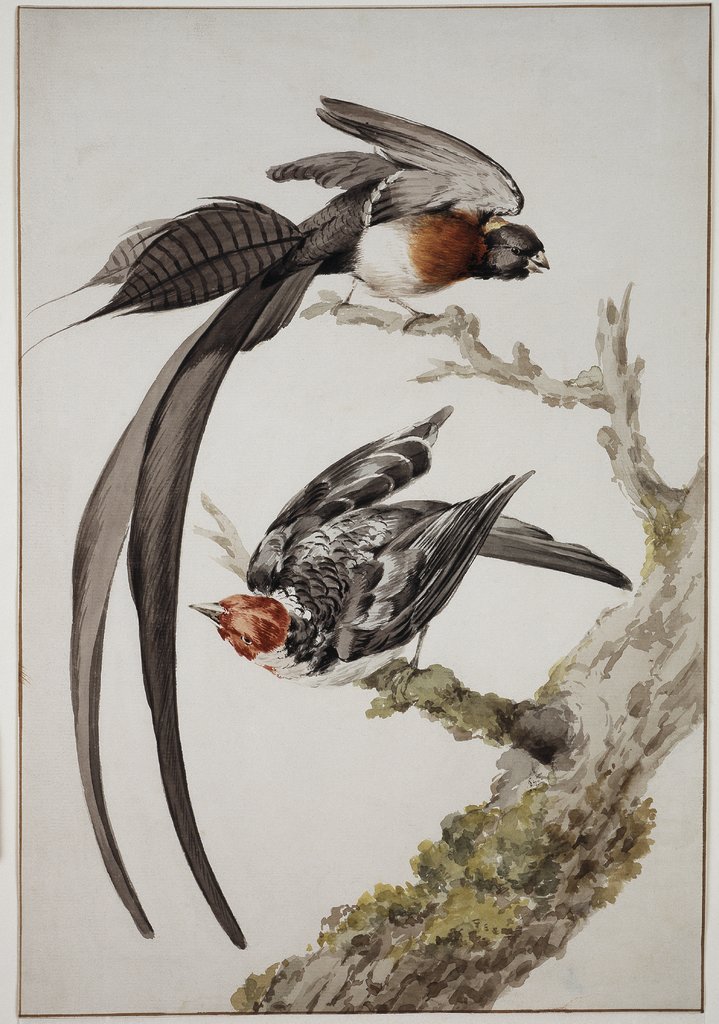 Eine Paradieswitwe und ein Sperlingsvogel, Aert Schouman