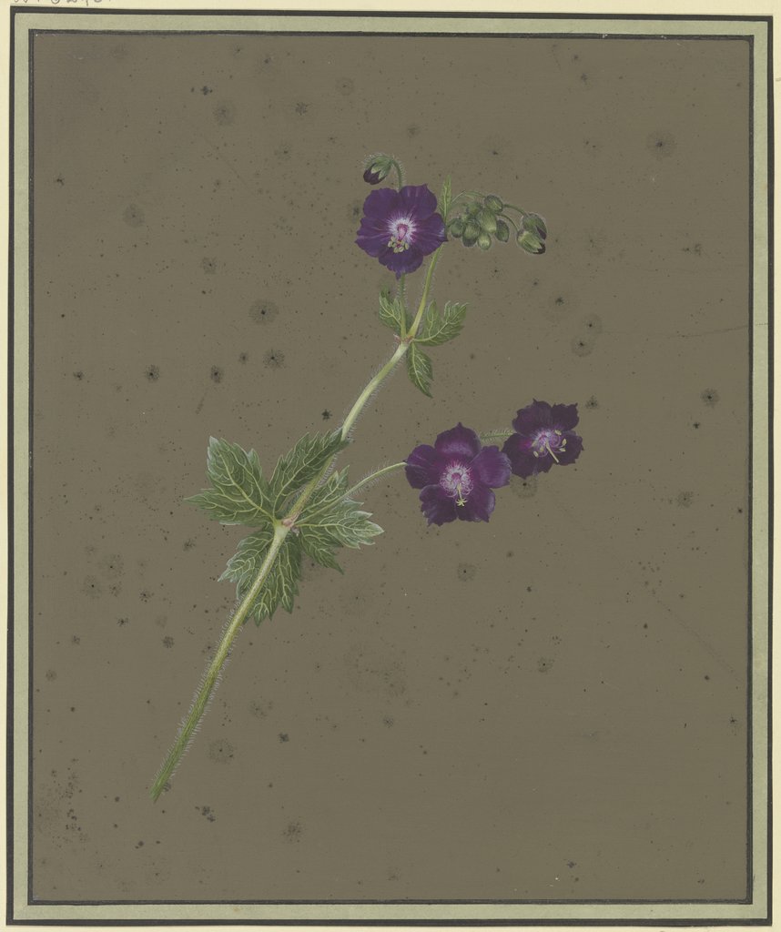 Zweig mit violetten Blüten, Christiane Friederike Stricker