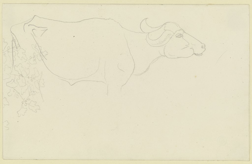 Umrisse eines Wasserbüffels, links Blattwerk, Carl Philipp Fohr