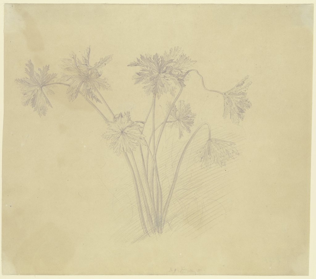 Stengel und Blätter von Anemonen, Carl Philipp Fohr