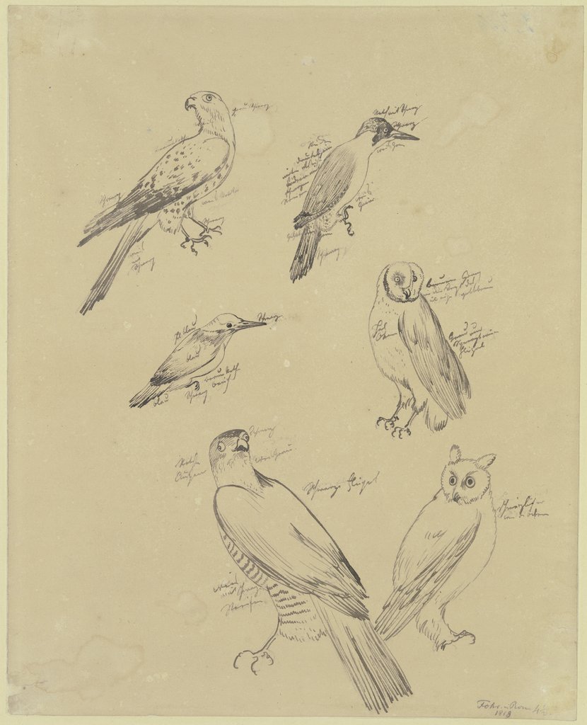 Six bird studies, Carl Philipp Fohr