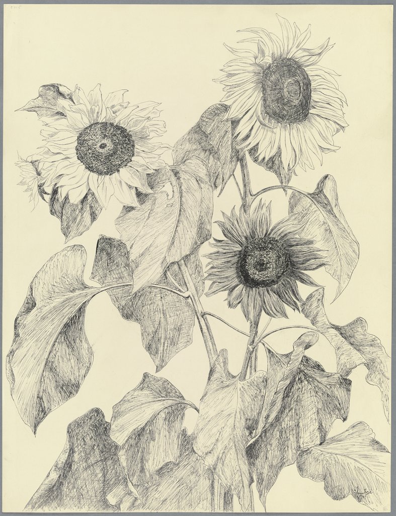 Sonnenblumen, Gertrud Sentke