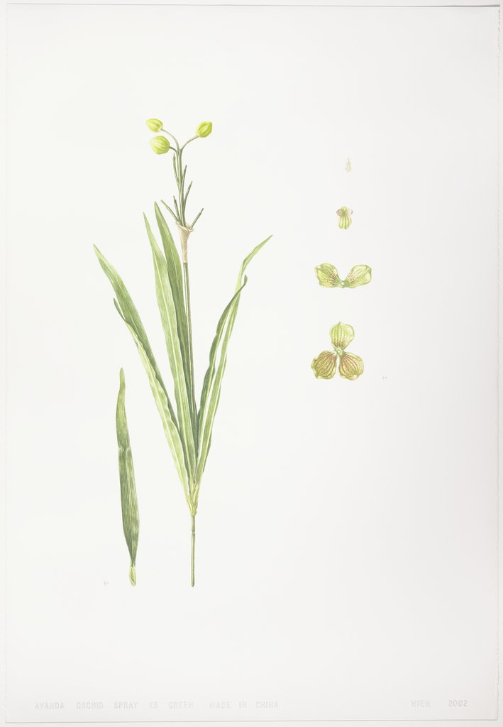 Avanda Orchid Spray X 5 Green made in China, Regula Dettwiler