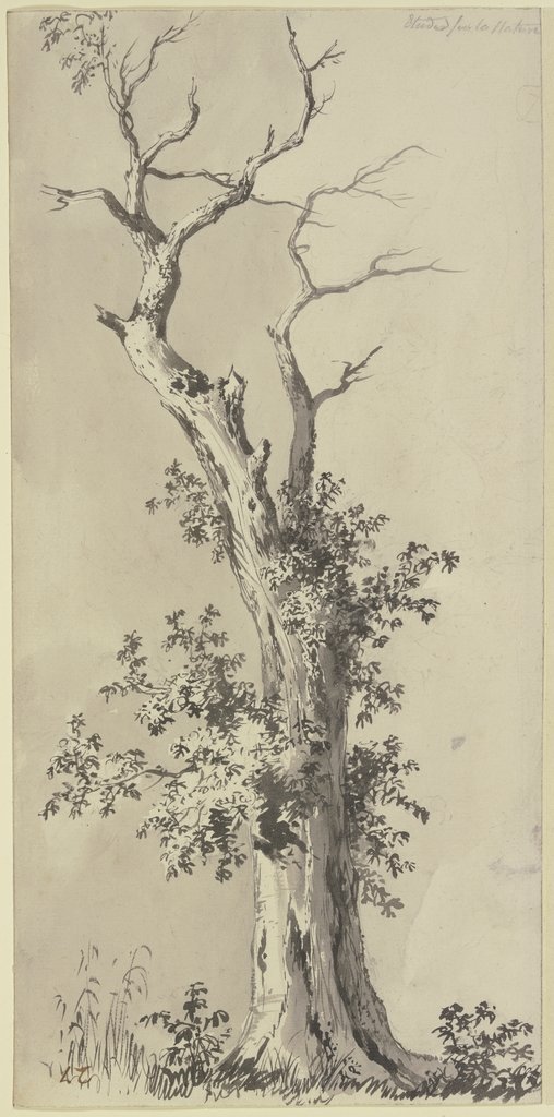Baum mit kahlem Wipfel, Jean-Jacques de Boissieu