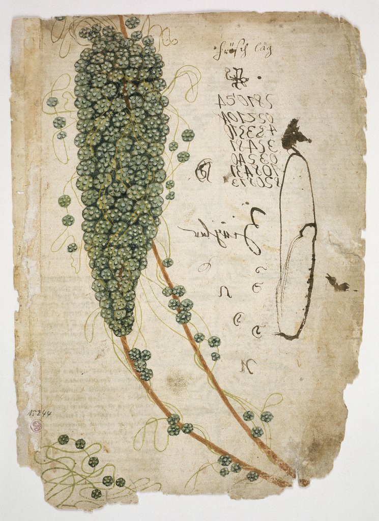 Dodder (Cuscuta spec.), Venetic, 15th century