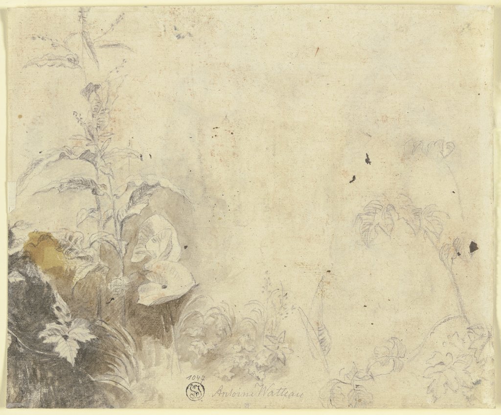 Pflanzen, Jean-Antoine Watteau