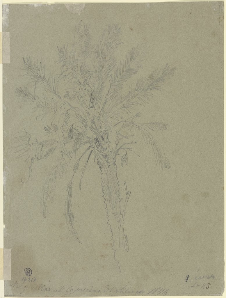Palm tree in Salerno, Johann Nepomuk Rauch