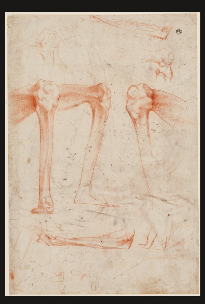 Studies of legs, knees and arms, Rosso Fiorentino