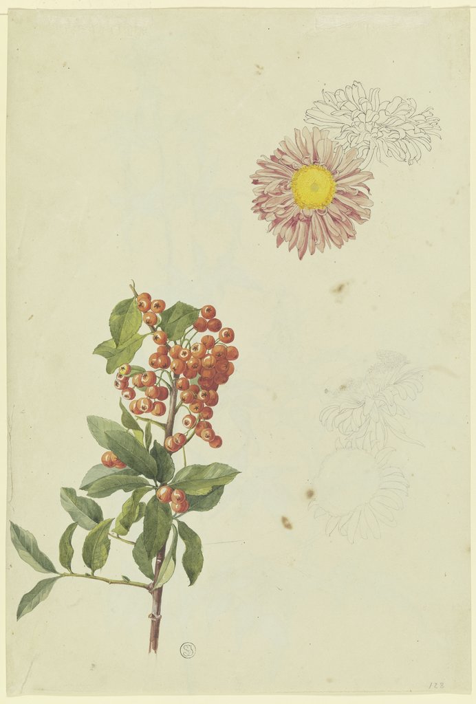 Feuerdorn und Chrysantheme, Franz Horny