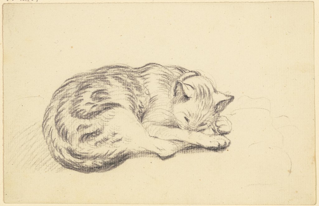 Sleeping cat, Friedrich Wilhelm Hirt