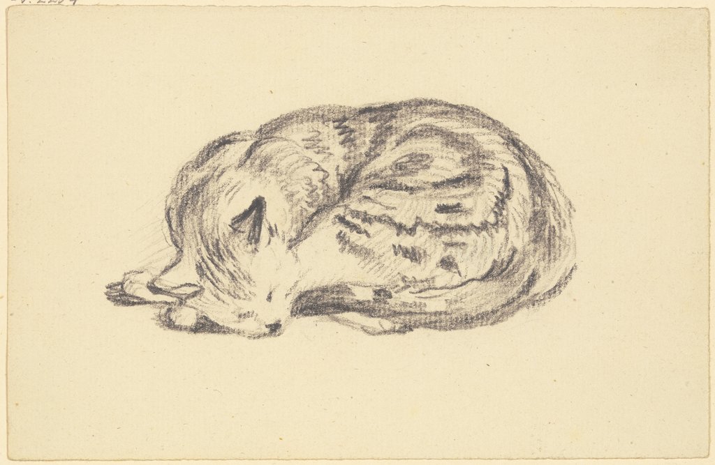 Sleeping cat, Friedrich Wilhelm Hirt