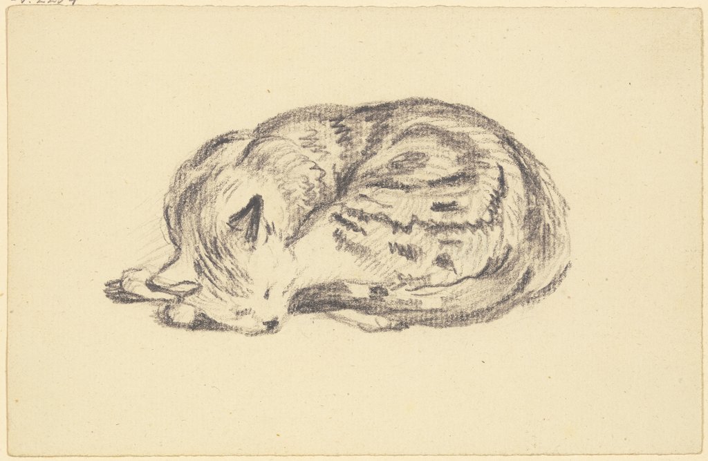 Sleeping cat, Friedrich Wilhelm Hirt
