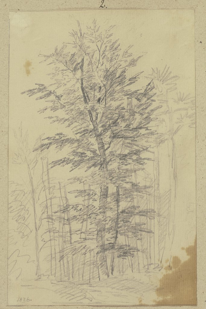 Forest, Carl Theodor Reiffenstein