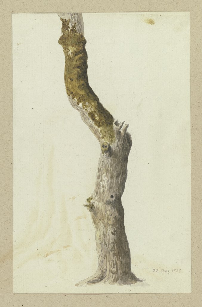 Moss-covered tree trunk, Carl Theodor Reiffenstein