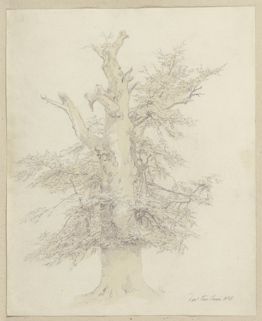 Baum mit mächtigem Stamm, Carl Theodor Reiffenstein