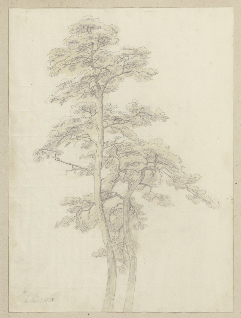 Zwei beieinanderstehende Bäume, Carl Theodor Reiffenstein