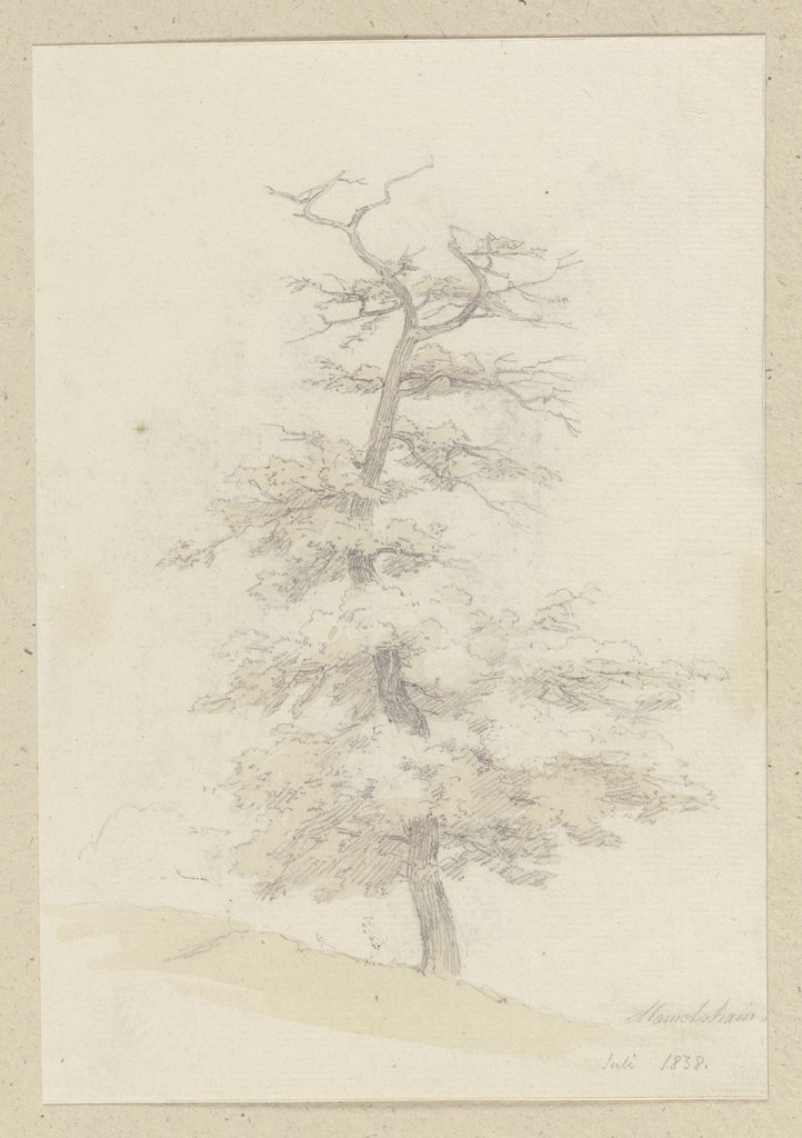 Baum an einem sanften Hang, Carl Theodor Reiffenstein