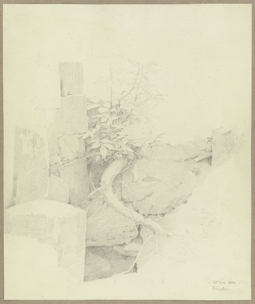 An einer ruinösen Mauer in Königstein aufsprießendes Bäumlein, Carl Theodor Reiffenstein