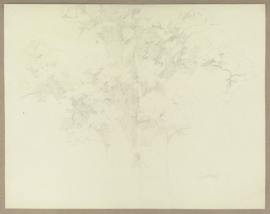 Pair of trees, Carl Theodor Reiffenstein
