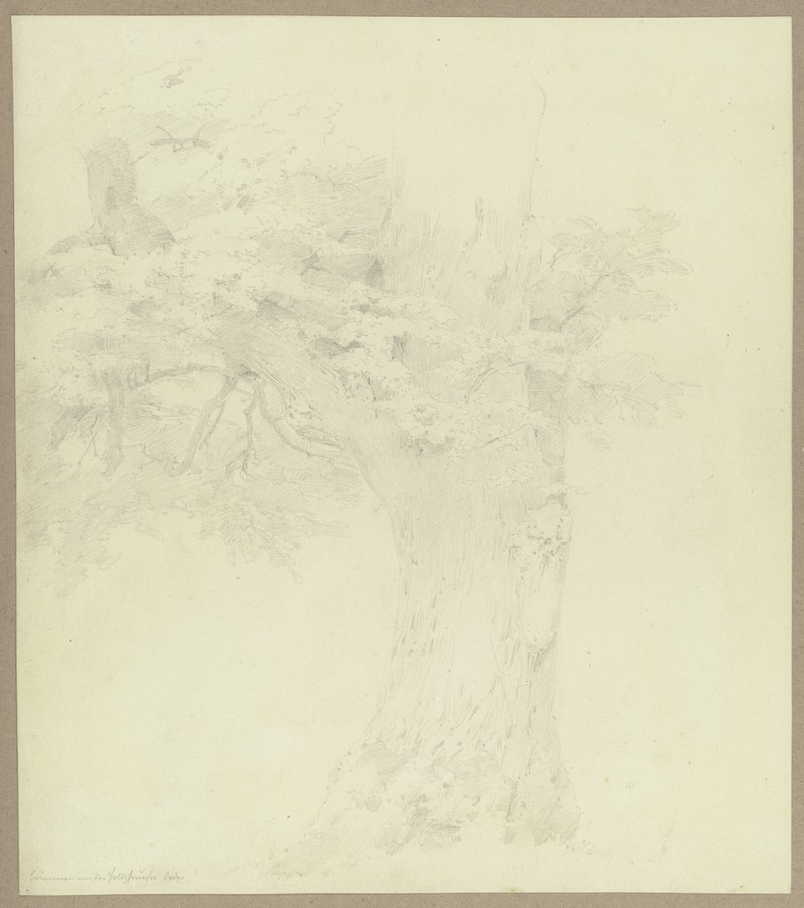 Alter Baum am Brunnen bei der Holzhäuser Öde, Carl Theodor Reiffenstein