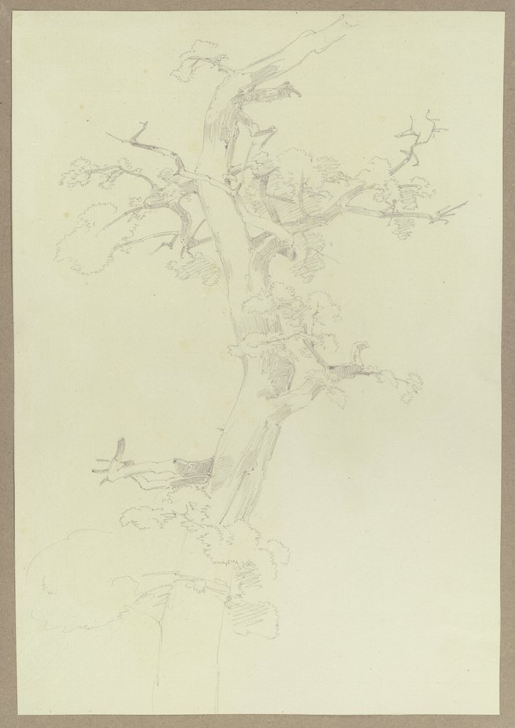 Spärlich belaubter Baum, Carl Theodor Reiffenstein
