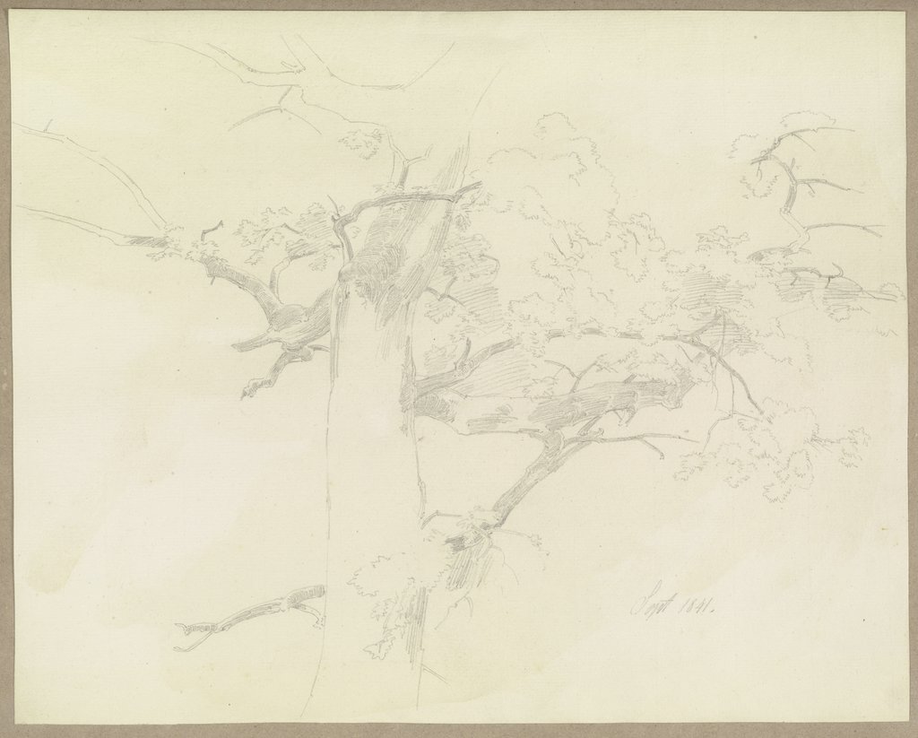 Tree, Carl Theodor Reiffenstein