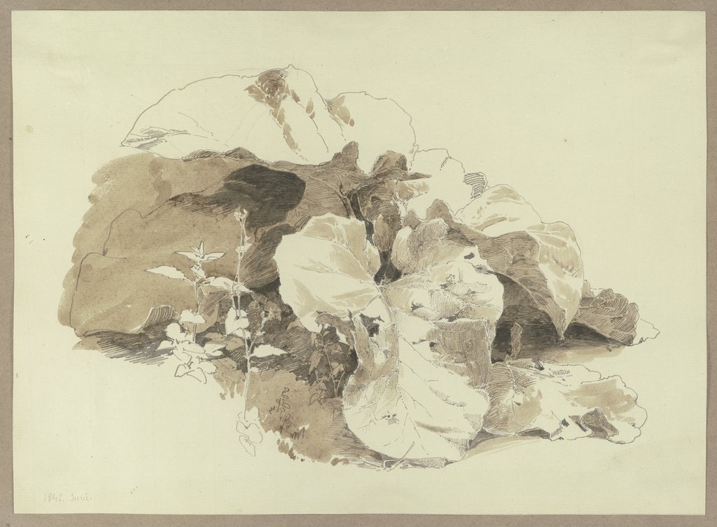 Unter einem Stein hervorwachsende Pflanze, Carl Theodor Reiffenstein
