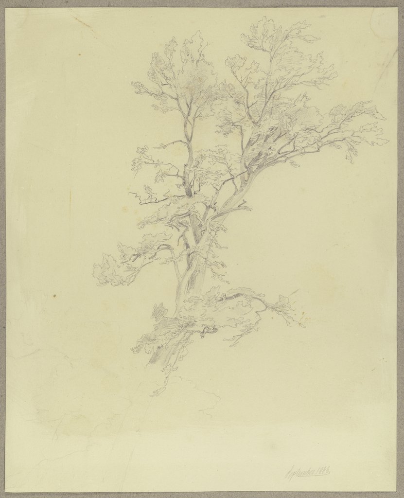 Tree, Carl Theodor Reiffenstein