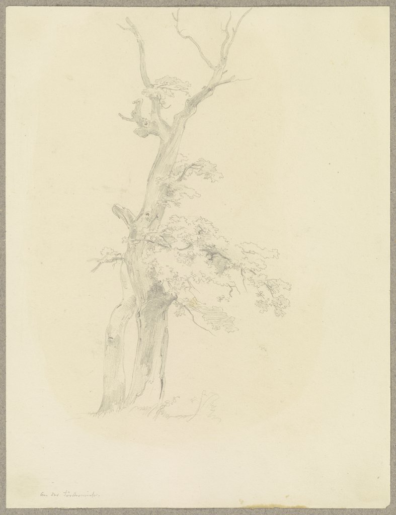 Baum mit kahler Krone auf der Försterwiese am Feldberg, Carl Theodor Reiffenstein