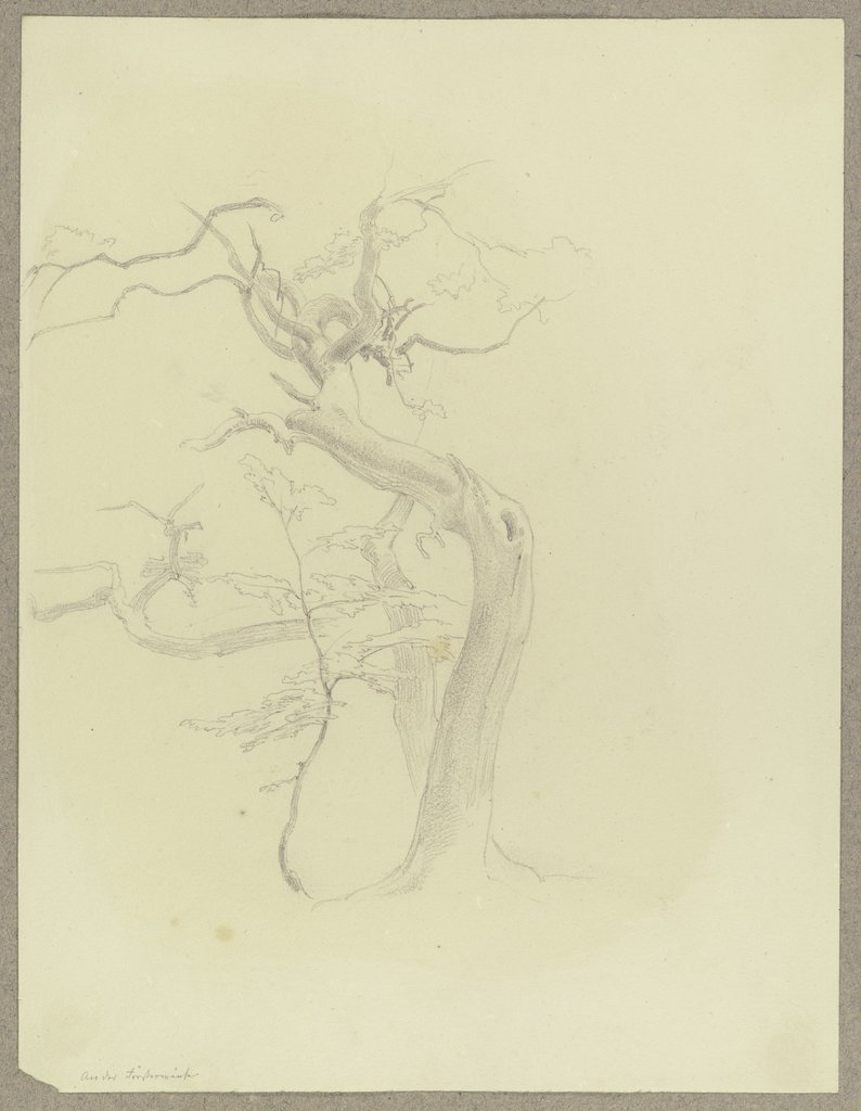 Kahler Baum auf der Försterwiese am Feldberg, Carl Theodor Reiffenstein