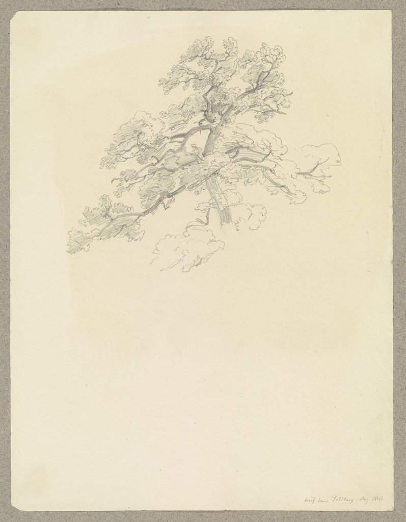 Tree on the Feldberg, Carl Theodor Reiffenstein