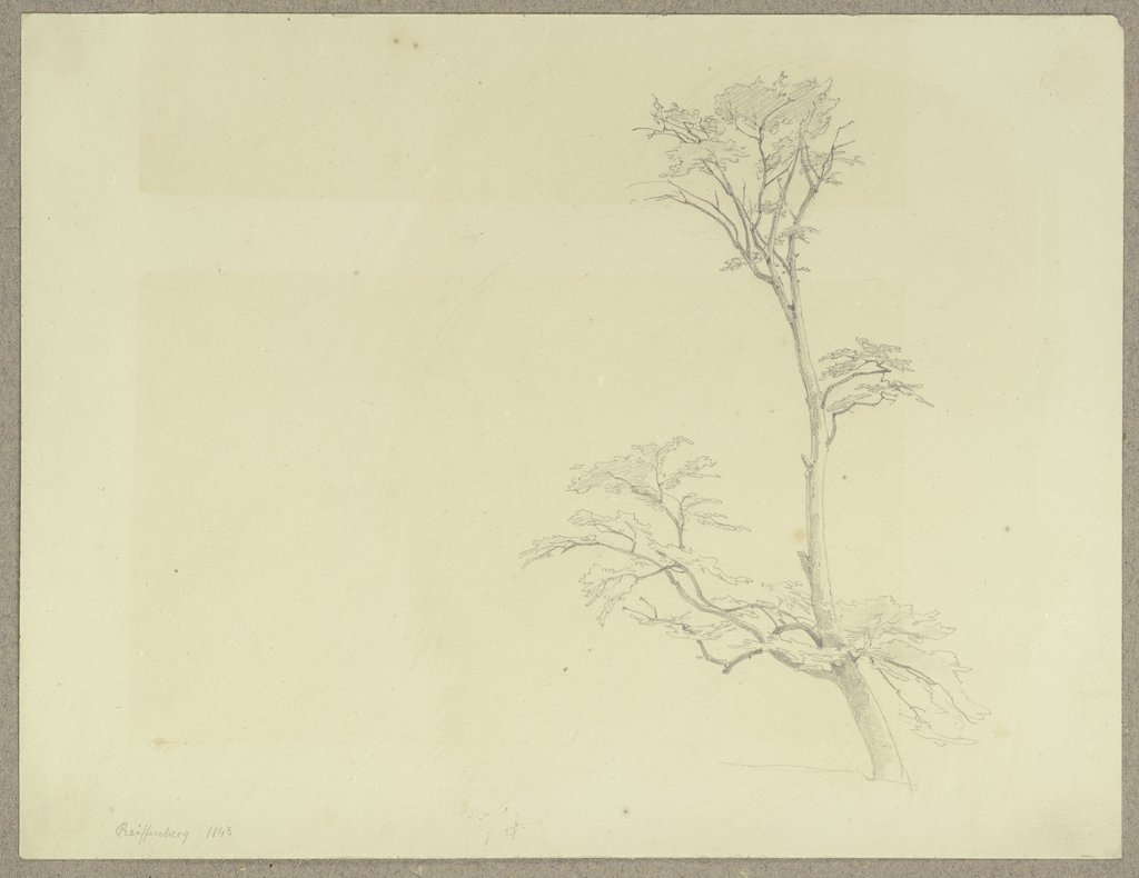 Baum mit kargem Astwerk bei Reifenberg, Carl Theodor Reiffenstein